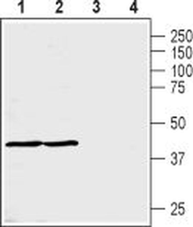 MCT3 Antibody in Western Blot (WB)