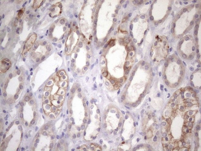 AMTN Antibody in Immunohistochemistry (Paraffin) (IHC (P))