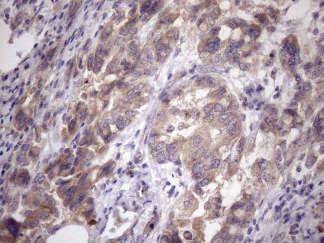 AMTN Antibody in Immunohistochemistry (Paraffin) (IHC (P))