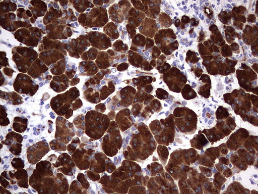 AMY2A Antibody in Immunohistochemistry (Paraffin) (IHC (P))