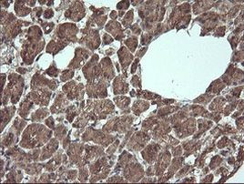 ANAPC11 Antibody in Immunohistochemistry (Paraffin) (IHC (P))