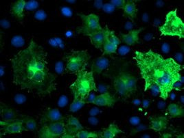 ANAPC2 Antibody in Immunocytochemistry (ICC/IF)