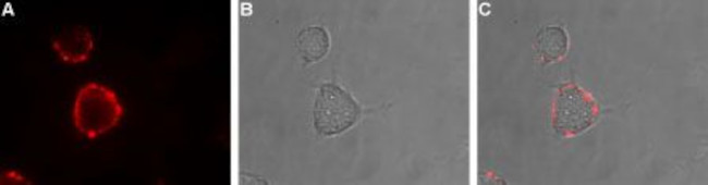 Nicotinic Acetylcholine Receptor alpha 7 (CHRNA7) (extracellular) Antibody in Immunocytochemistry (ICC/IF)