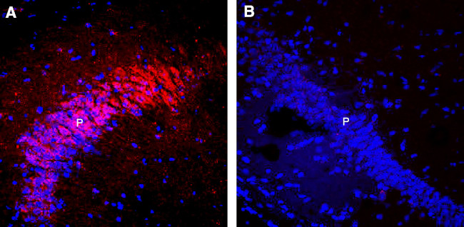 Nicotinic Acetylcholine Receptor alpha 7 (CHRNA7) (extracellular) Antibody in Immunohistochemistry (Frozen) (IHC (F))