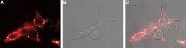 Nicotinic Acetylcholine Receptor beta 3 (CHRNB3) (extracellular) Antibody in Immunocytochemistry (ICC/IF)