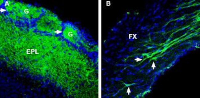 RIC3 Antibody in Immunohistochemistry (Frozen) (IHC (F))