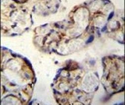 ANGPTL1 Antibody in Immunohistochemistry (IHC)