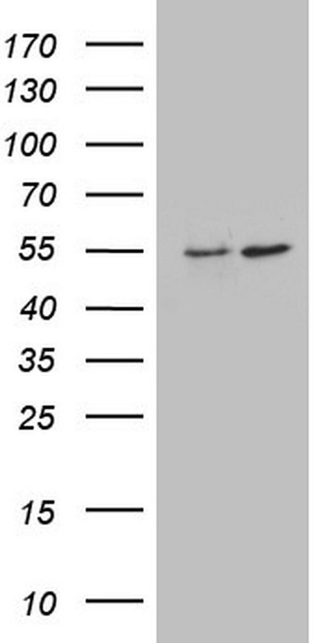 ANGPTL1 Antibody in Western Blot (WB)