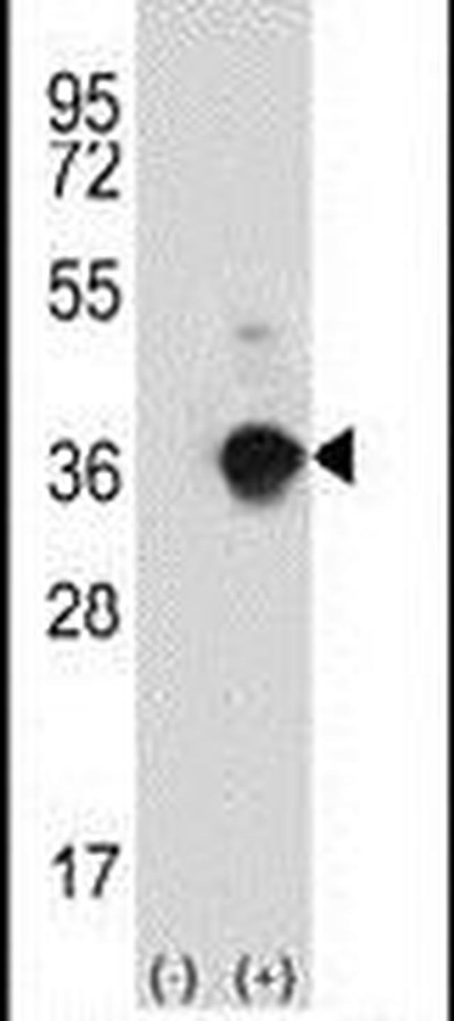 ANGPTL7 Antibody in Western Blot (WB)