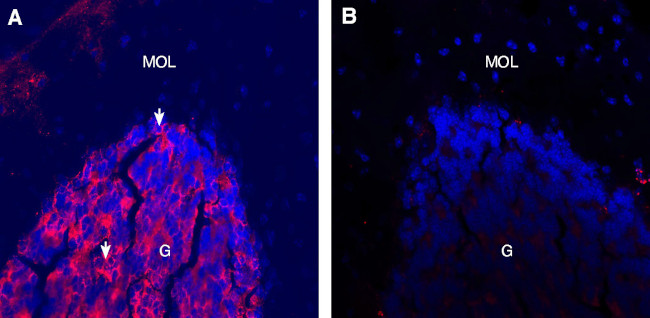 Alpha 1 Na+/K+ ATPase Antibody in Immunohistochemistry (Frozen) (IHC (F))