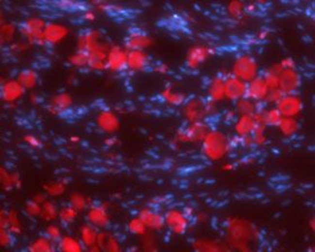 Synaptophysin Antibody in Immunohistochemistry (Frozen) (IHC (F))