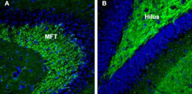 Synapsin III (SYN3) Antibody in Immunohistochemistry (Frozen) (IHC (F))