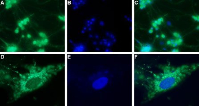 NPY4R Antibody in Immunocytochemistry (ICC/IF)