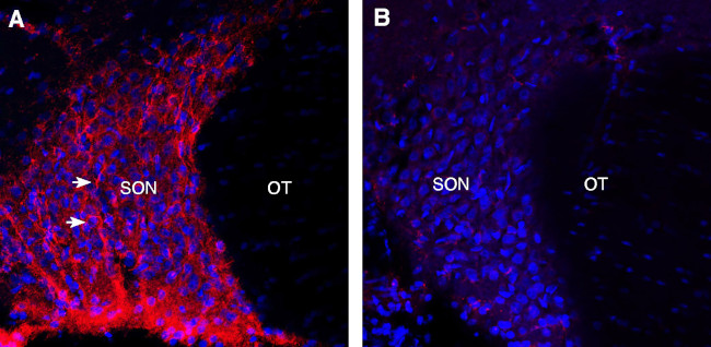 Neuropeptide S Receptor (extracellular) Antibody in Immunohistochemistry (Frozen) (IHC (F))