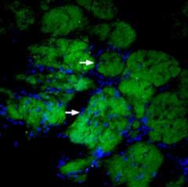 CD56/NCAM1 (extracellular) Antibody in Immunohistochemistry (Frozen) (IHC (F))