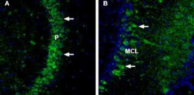 NCAM2 (extracellular) Antibody in Immunohistochemistry (Frozen) (IHC (F))