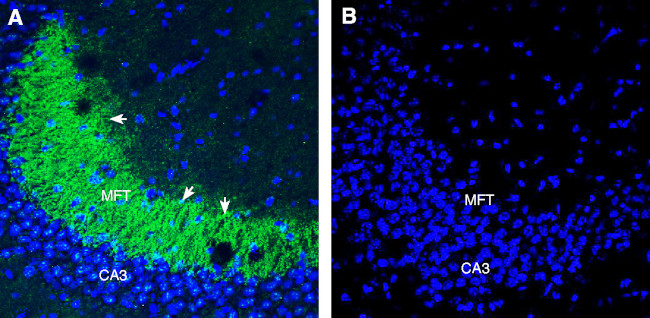NPBWR1 Antibody in Immunohistochemistry (Frozen) (IHC (F))