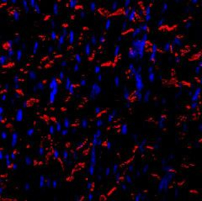 N-Cadherin Antibody in Immunohistochemistry (Frozen) (IHC (F))