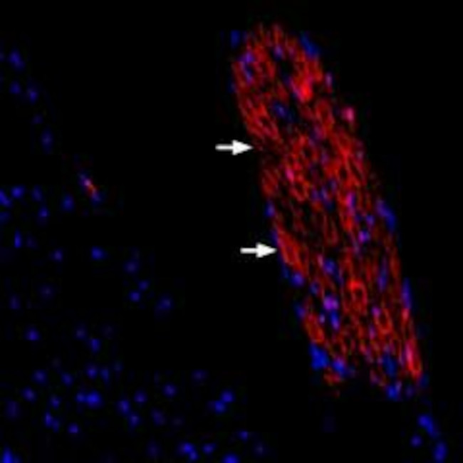 Periaxin Antibody in Immunohistochemistry (Frozen) (IHC (F))