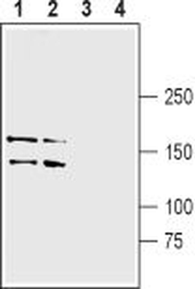 LRRK1 Antibody in Western Blot (WB)