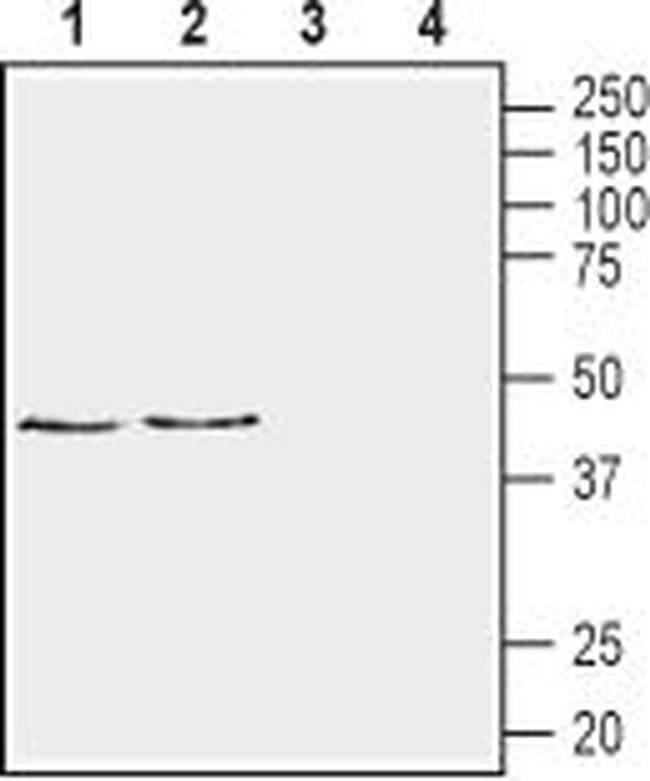NRG1 Type III (extracellular) Antibody in Western Blot (WB)