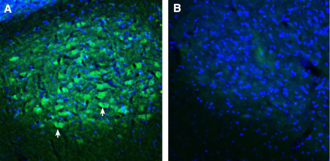 SORCS2 (extracellular) Antibody in Immunohistochemistry (Frozen) (IHC (F))