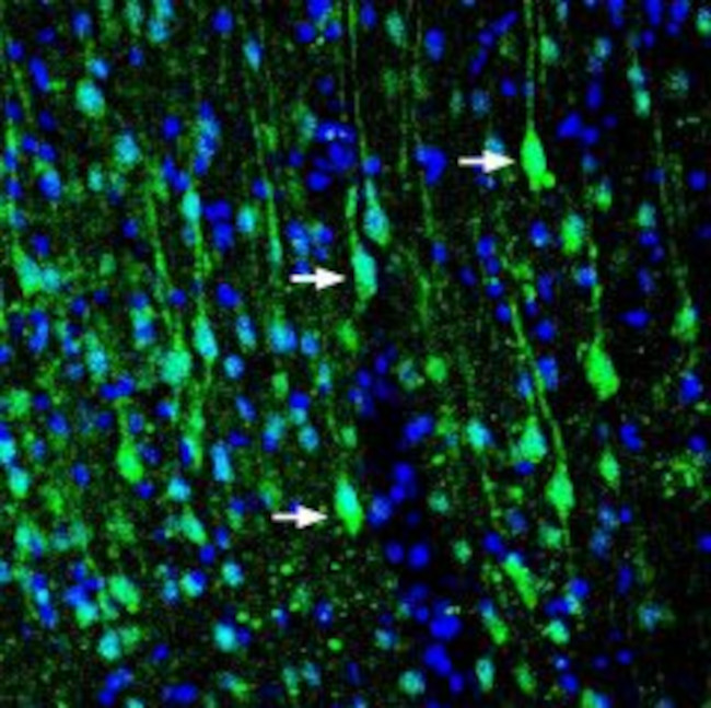 LRRTM1 (extracellular) Antibody in Immunohistochemistry (Frozen) (IHC (F))