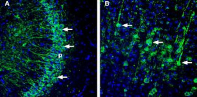 ASTN1 (extracellular) Antibody in Immunohistochemistry (Frozen) (IHC (F))