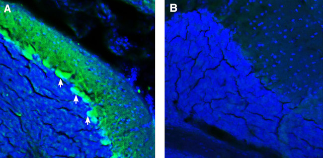 ADAM23 (extracellular) Antibody in Immunohistochemistry (Frozen) (IHC (F))