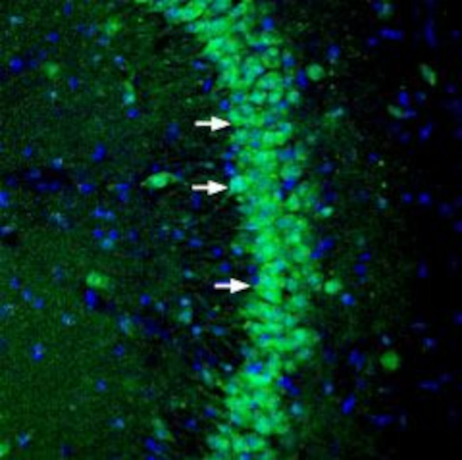 NGL-3/LRRC4B (extracellular) Antibody in Immunohistochemistry (Frozen) (IHC (F))