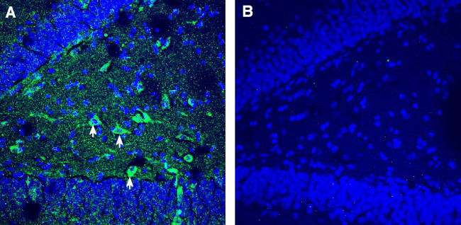 TMEM106B (extracellular) Antibody in Immunohistochemistry (Frozen) (IHC (F))