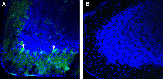 Robo3 (extracellular) Antibody in Immunohistochemistry (Frozen) (IHC (F))