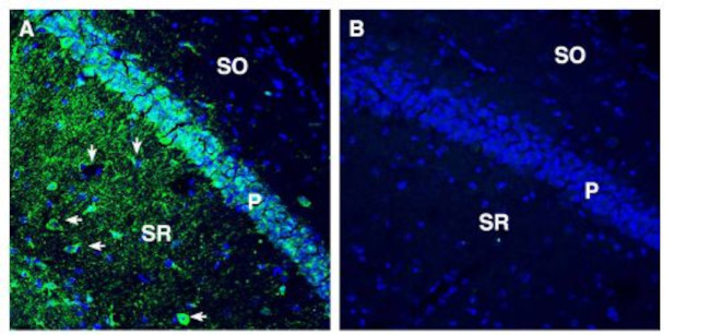 Tetraspanin 7 (extracellular) Antibody in Immunohistochemistry (Frozen) (IHC (F))