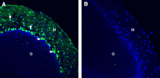 Tetraspanin 2 (extracellular) Antibody in Immunohistochemistry (Frozen) (IHC (F))