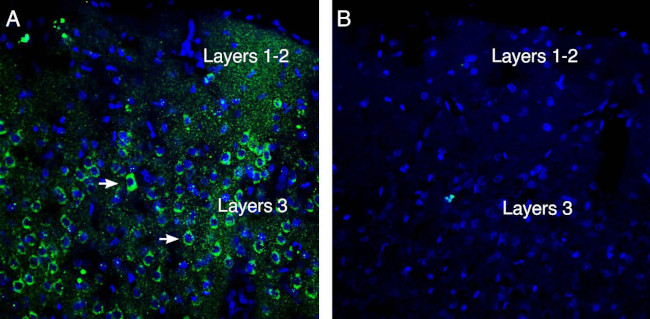 Neogenin (extracellular) Antibody in Immunohistochemistry (Frozen) (IHC (F))