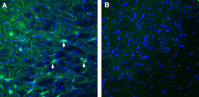 MEGF10 (extracellular) Antibody in Immunohistochemistry (Frozen) (IHC (F))