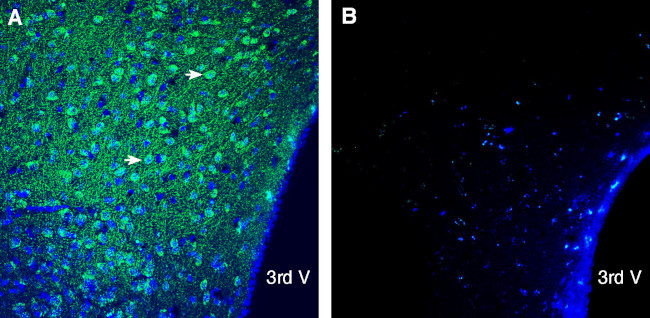 CD63 (extracellular) Antibody in Immunohistochemistry (Frozen) (IHC (F))