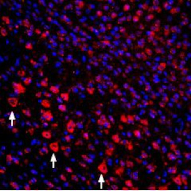 proNGF Antibody in Immunohistochemistry (Frozen) (IHC (F))