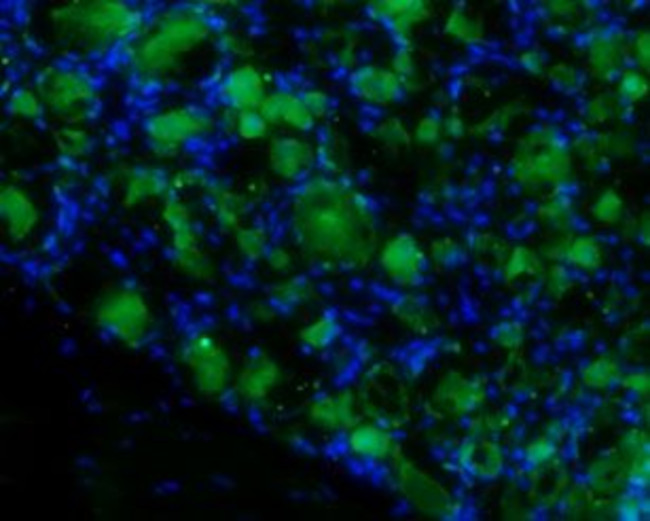proBDNF Antibody in Immunohistochemistry (Frozen) (IHC (F))
