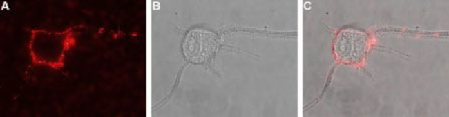 TrkB (extracellular) Antibody in Immunocytochemistry (ICC/IF)
