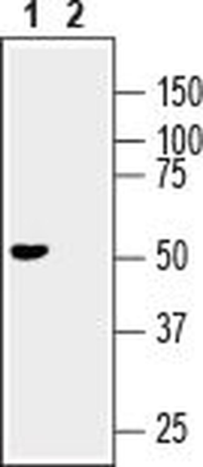 GFR alpha 3 (extracellular) Antibody in Western Blot (WB)