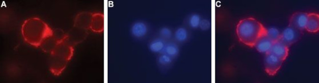 GFR alpha 4 (extracellular) Antibody in Immunocytochemistry (ICC/IF)