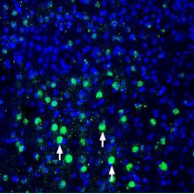 MANF/ARMET Antibody in Immunohistochemistry (Frozen) (IHC (F))
