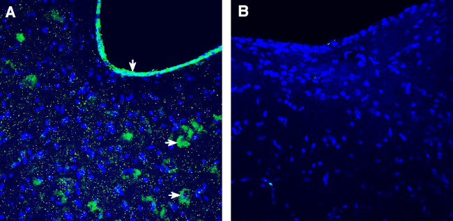 GFRAL (extracellular) Antibody in Immunohistochemistry (Frozen) (IHC (F))