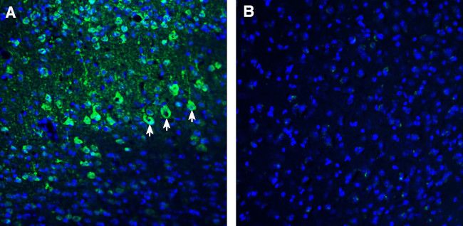 CART Antibody in Immunohistochemistry (Frozen) (IHC (F))