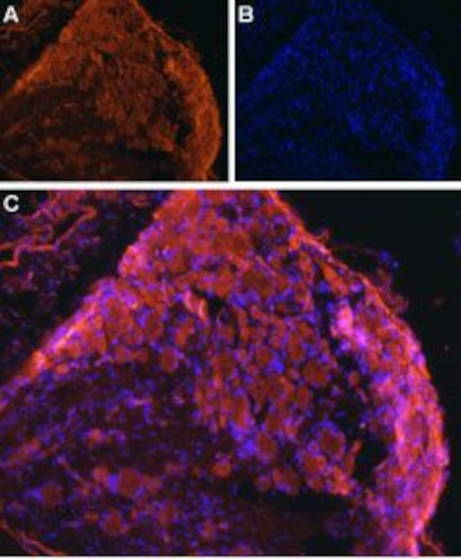 ENT1 (SLC29A1) Antibody in Immunohistochemistry (Frozen) (IHC (F))