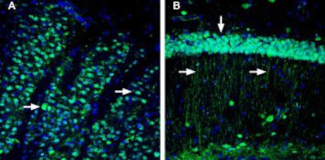 CD73 (extracellular) Antibody in Immunohistochemistry (Frozen) (IHC (F))