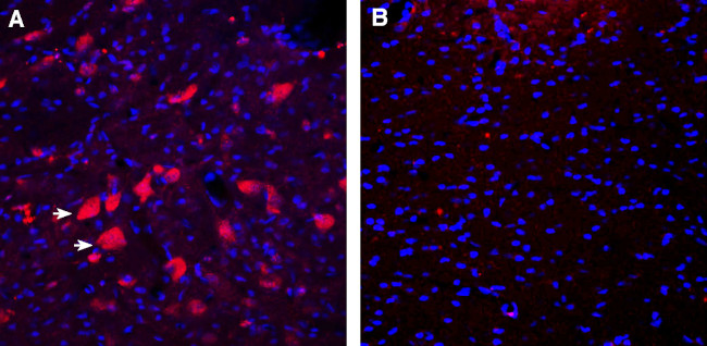CD157/BST1 (extracellular) Antibody in Immunohistochemistry (Frozen) (IHC (F))