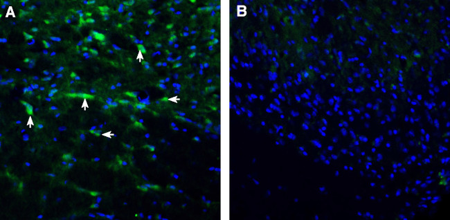ENPP1 (extracellular) Antibody in Immunohistochemistry (Frozen) (IHC (F))