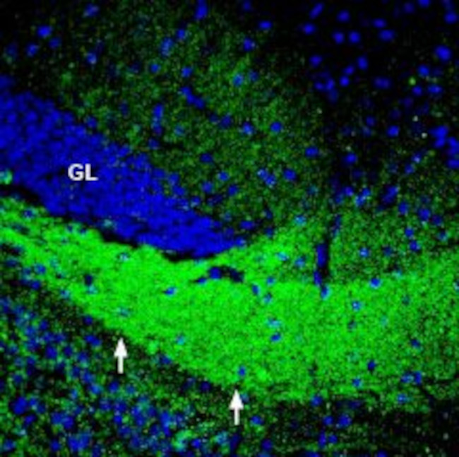 ASCT2 (SLC1A5) Antibody in Immunohistochemistry (Frozen) (IHC (F))